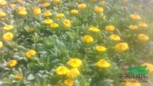 杭州蕭山花市不溫不火 盆栽花卉競相爭艷 